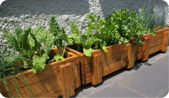 warzywa hodowane na balkonie w skrzynkach